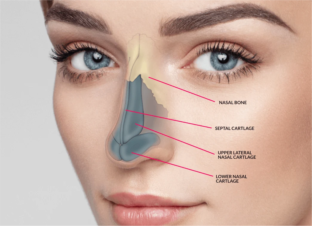 Diagram of the nasal bone and cartilages that rhinoplasty reshapes